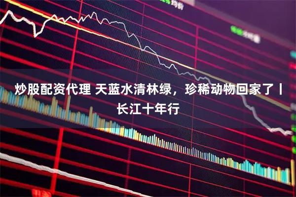 炒股配资代理 天蓝水清林绿，珍稀动物回家了丨长江十年行